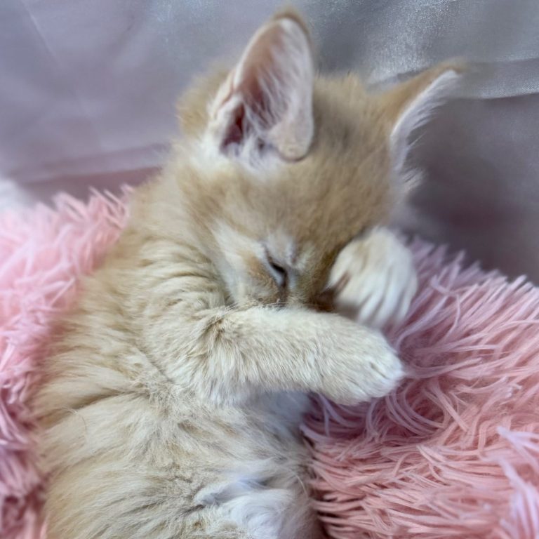 Albert - Pickle Litter 2025